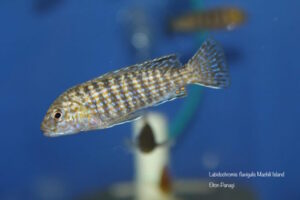 Labidochromis flavigulis